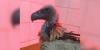 Rescued Cape vulture highlights hidden danger of lead pollution