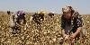Turkmen State Employees Forced Back Into Cotton Harvest Campaign