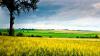 Land Use Review: Could a move away from livestock farming protect incomes?