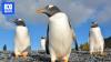 They’re black, white and very cute. But not all gentoo penguins are the same