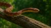 Invasive species causes “ecological disaster” on U.S. island