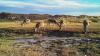 Counting Gazelles in the Gobi