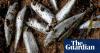 Papua New Guinea warns against fishing in New Ireland after mystery deaths of marine life