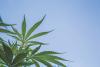 Virginia leaders reach agreement on adult-use marijuana market
