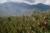 Climate Change Puts J&K’s Apple Economy Under Pressure: Study  
