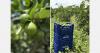Peru's Tahiti lime sector eyes European market as El Niño looms