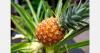 Costa Rican exporters warn strong colón is hurting fruit sector