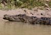 What 129,000 years of evidence reveals about Australasia’s crocodiles