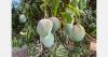 Final stretch for the Senegalese mango campaign