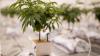 New Mexico medical, recreational marijuana sales top $2.2 billion 