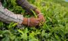 Iran sets conditions for resuming Kenyan tea imports