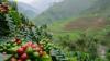 COCEFAAA to promote sustainable cocoa, coffee value chains across Africa