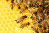 World Bee Day: Bee together for people and the planet