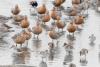 Spring Stopover Puts Delaware at Center of Annual Shorebird Migration Phenomenon
