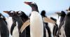 Gentoo Penguins Are Actually Four Different Species, Latest Scientists Research, Smithsonian Magazine