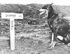 USMC Handlers and their War Dogs in the Pacific during WWII