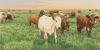 Botswana’s restrictive approach to agricultural trade is a symptom of a broader SACU challenge