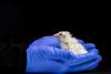 Start-up reveals ‘artificial egg’ to resurrect extinct birds, but scientists say the work misses the point