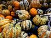 Growing heirlooms in your garden – Part II