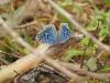 New survey methods uncover new insights into Madagascar’s biodiversity