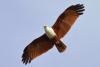 The Brahminy Kites of Kurilpa