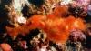 Snuffleupagus, a newly described species, is an adorable little predator