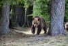 Central Romania: Bear chased for two hours through Sibiu’s central neighborhoods