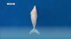 Hunting and Habitat Loss Threaten Dugongs
