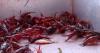 Louisiana crawfish farmers are wrapping up a tough season as they shift focus to next year's crop