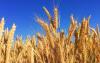 A seed's 7,000-kilometer journey: The "Chang'an Story" of China-Kazakhstan agricultural cooperation