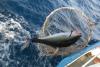 Indian Ocean tuna regulator eases yellowfin fishing curbs amid sustainability concerns