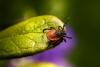 Minnesota Pet Owners Need To Be On The Look Out For Ticks