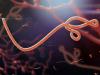 Ebola emerges as latest public health concern