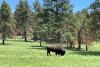 Woman killed by bison in South Dakota’s Custer State Park, weeks after another visitor was injured