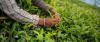 Govt in talks to revive idle MeTL tea estates