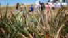 Agricultural subdivision notice bill advances 5-2