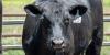 Louisiana Tech University farm production sale raises $176K