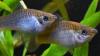 Scientists Finally Know How an All-Female Fish Keeps Cloning Itself