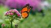 Scientists urge gardeners to spend 15 minutes counting butterflies this week – how to get involved with the world’s largest butterfly survey