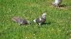 Pigeon shooting suspended in Fiji