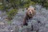 States may soon manage grizzly bears after exceeding recovery goals