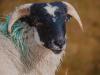 Eid shoppers hit by soaring sheep prices in Ivory Coast