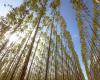 Paraguay Breaks Ground On US$1.5 Billion Pulp Mill In Historic Investment