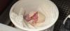 Newly hatched sihek offers hope for quick recovery of Guam's endanged bird