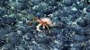 Companies join deep-sea mining rush as regulators fast-track permits