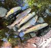 Minnesota DNR releases new tool to report fish mortality events