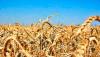Dates for the Start of the Grain Harvest Campaign Have Been Determined in Turkmenistan