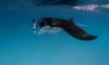 The Standard, Maldives launches guided manta ray excursions to Hanifaru Bay
