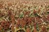 Fall Field Day announced for Hays Agricultural Research Center on Aug. 26