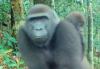 ‘It’s wonderful news’: One-handed gorilla gives birth to second baby
